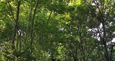 阳光下树林实景拍摄视频的预览图